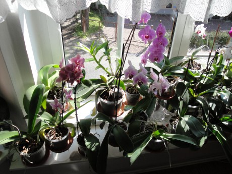 chorvatsko-2010--orchideje-9.2010-546