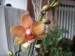 orchideje polovina dubna 2009 093_resize.jpg