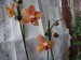 orchideje polovina dubna 2009 090_resize.jpg