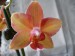 orchideje polovina dubna 2009 096_resize.jpg