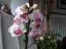 orchideje polovina dubna 2009 080_resize.jpg