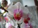orchideje polovina dubna 2009 082_resize.jpg