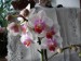 orchideje polovina dubna 2009 083_resize.jpg