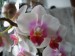 orchideje polovina dubna 2009 084_resize.jpg