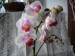 orchideje polovina dubna 2009 085_resize.jpg