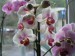 orchideje polovina dubna 2009 099_resize.jpg